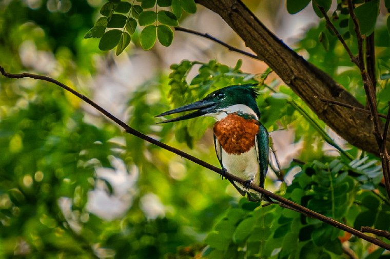 095 Tarcoles, amazoneijsvogel.jpg